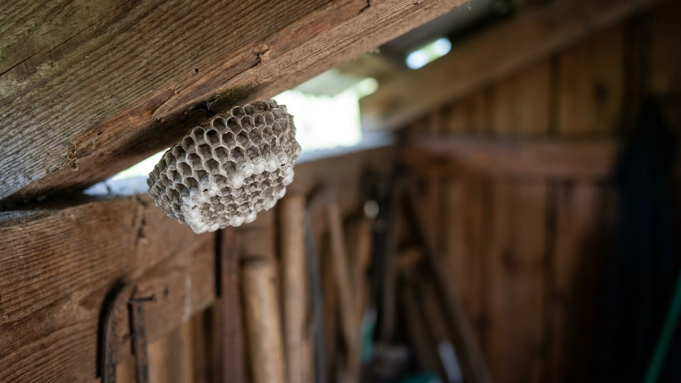 Le frelon asiatique a un point faible qu'il ne montre qu'en avril : après, il est trop tard pour agir