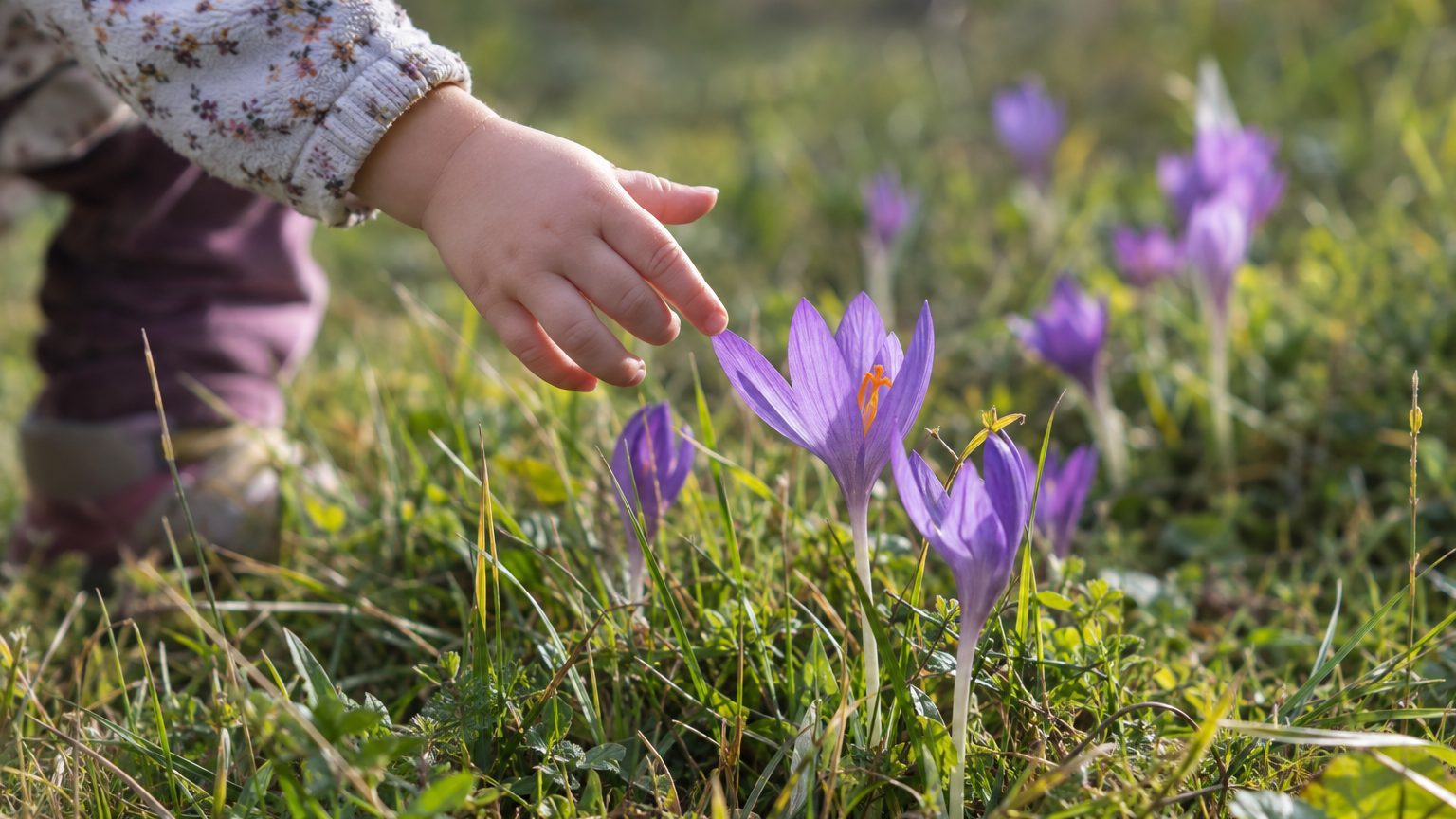 J'ai laissé ma fille cueillir les fleurs mauves du pré derrière chez nous pour faire un bouquet : c'est celle qu'elle a mâ...